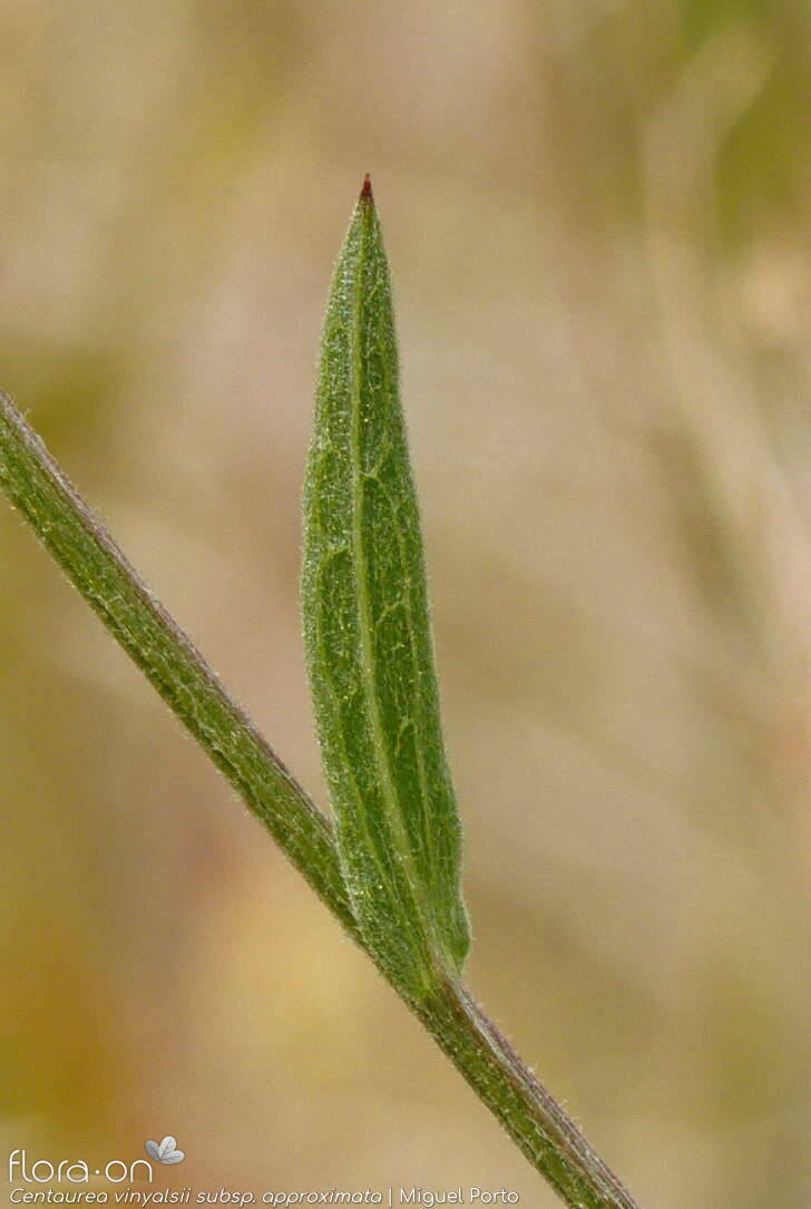 Centaurea vinyalsii approximata - Folha | Miguel Porto; CC BY-NC 4.0