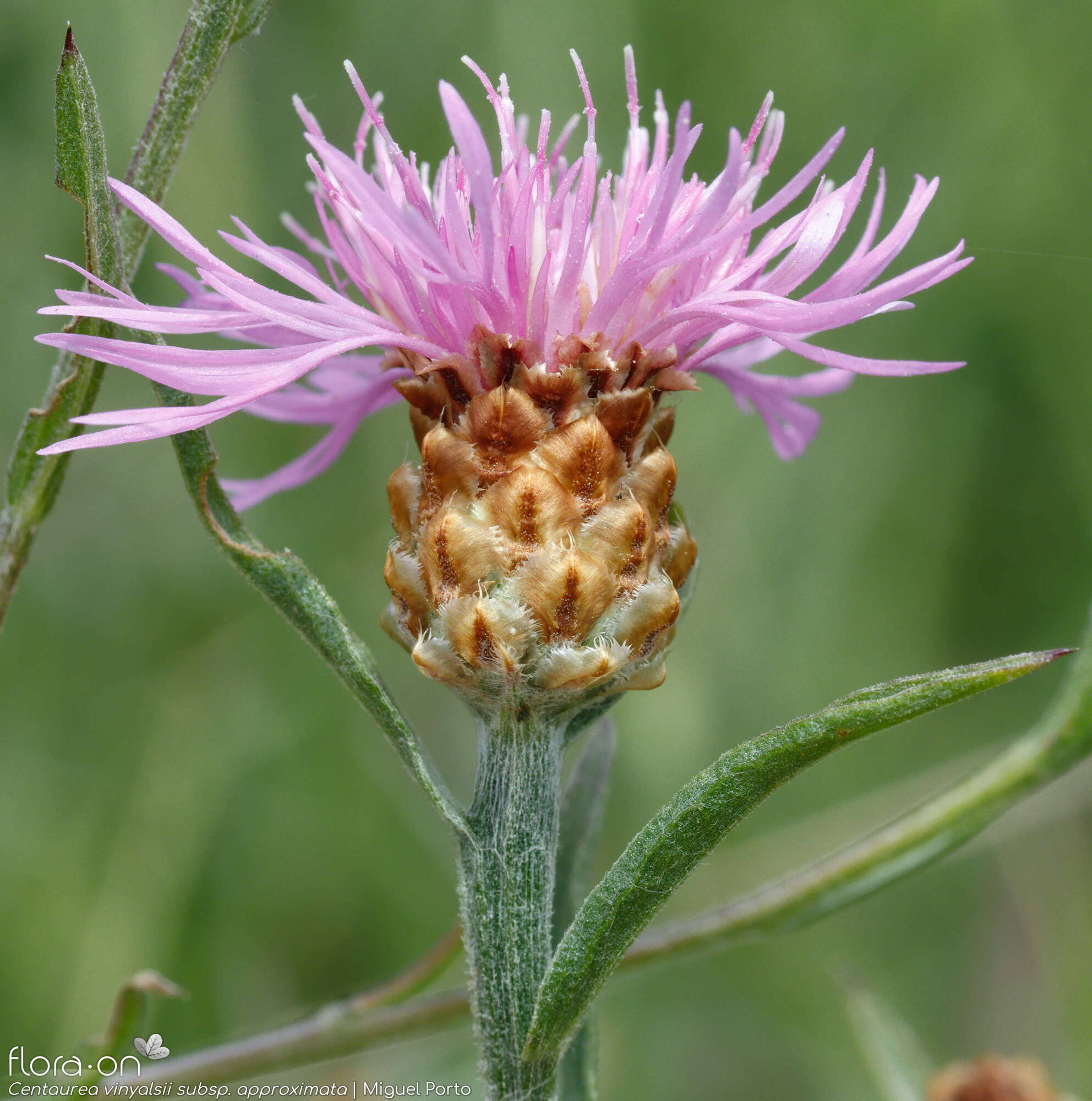 Centaurea vinyalsii approximata - Capítulo | Miguel Porto; CC BY-NC 4.0