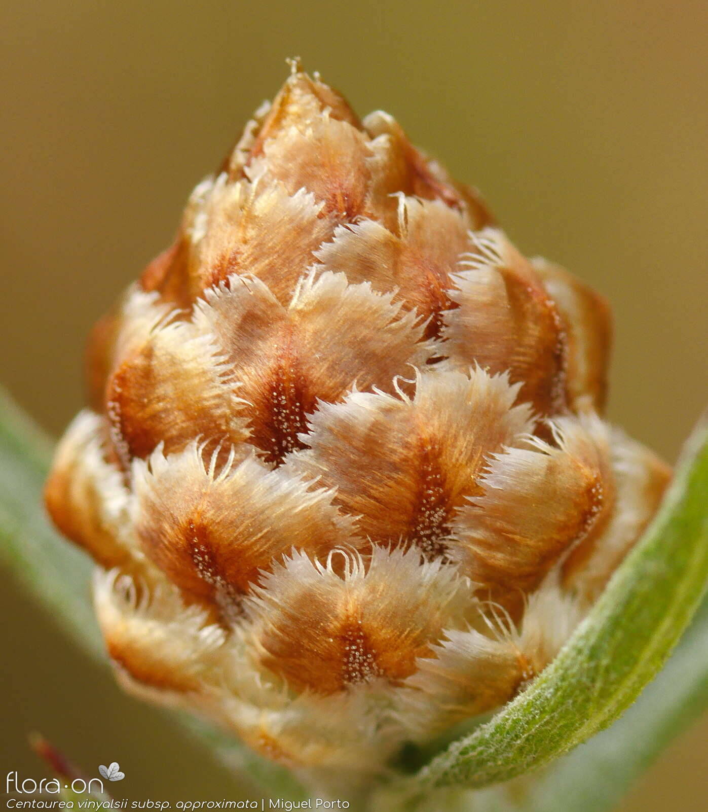 Centaurea vinyalsii approximata - Bráctea | Miguel Porto; CC BY-NC 4.0