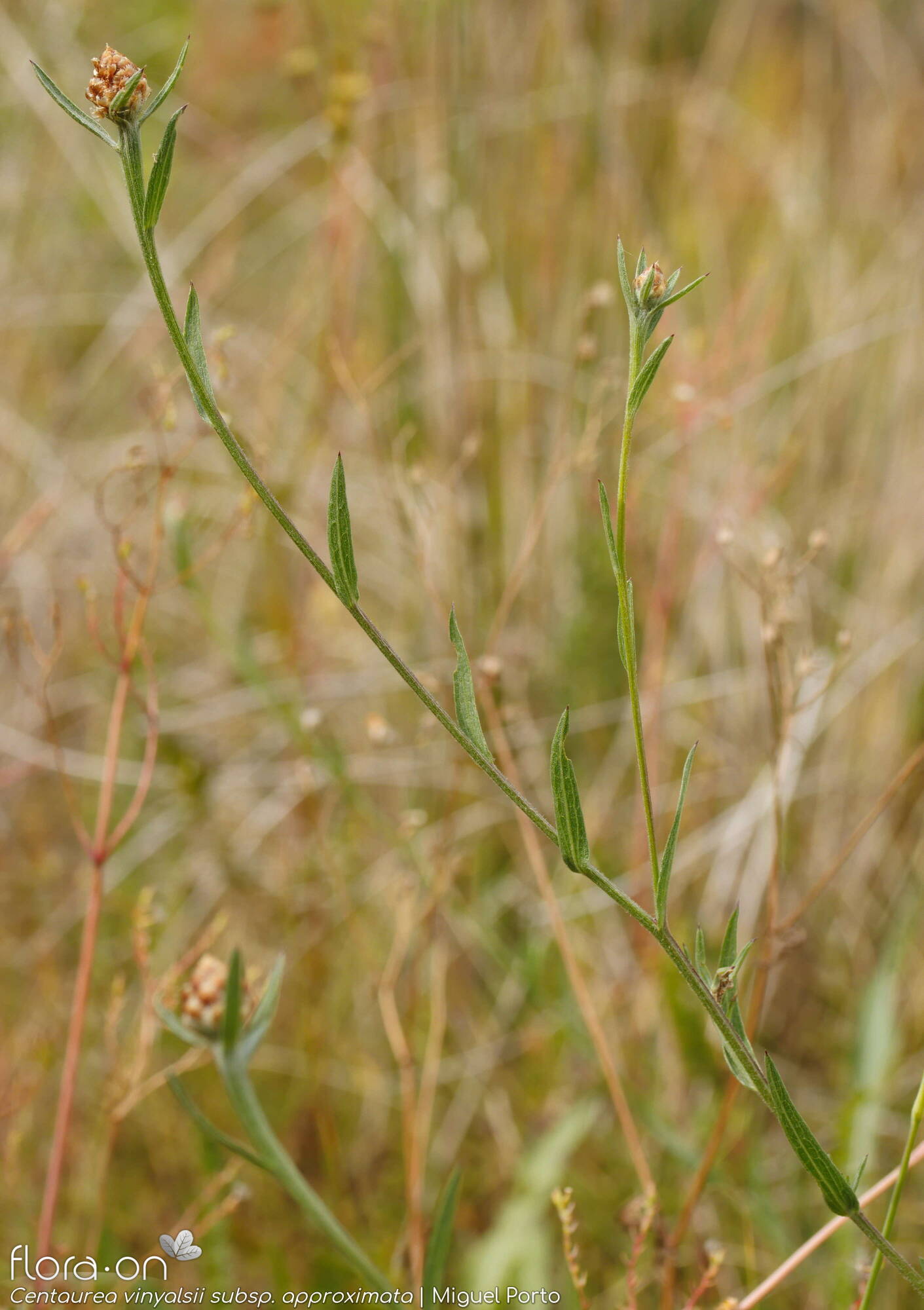 Centaurea vinyalsii approximata - Flor (geral) | Miguel Porto; CC BY-NC 4.0