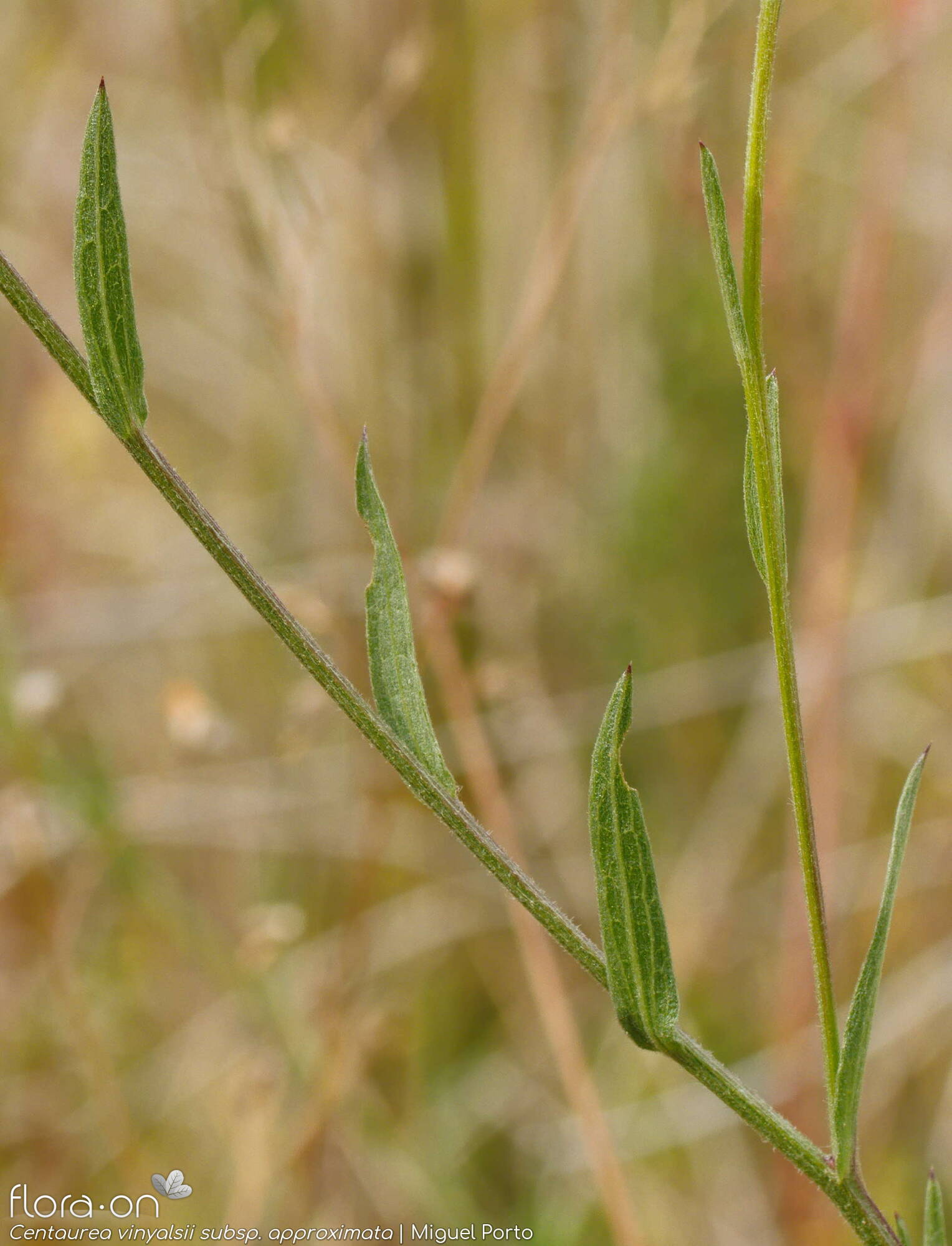 Centaurea vinyalsii approximata - Folha (geral) | Miguel Porto; CC BY-NC 4.0