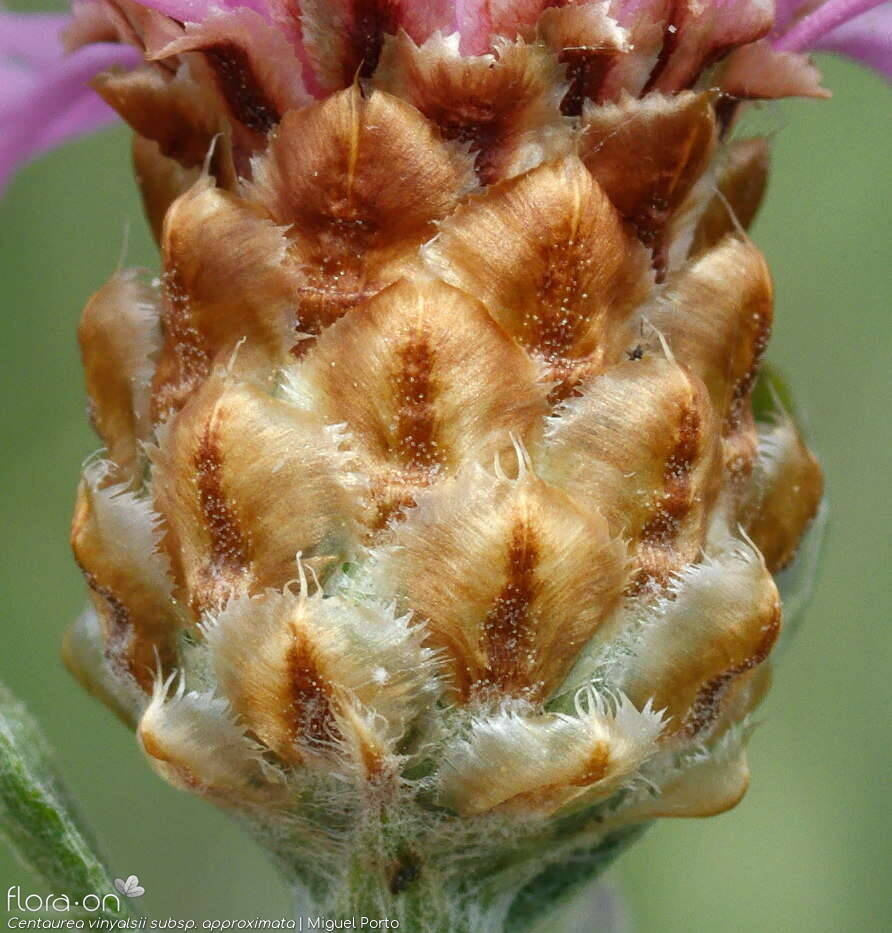 Centaurea vinyalsii approximata - Bráctea | Miguel Porto; CC BY-NC 4.0