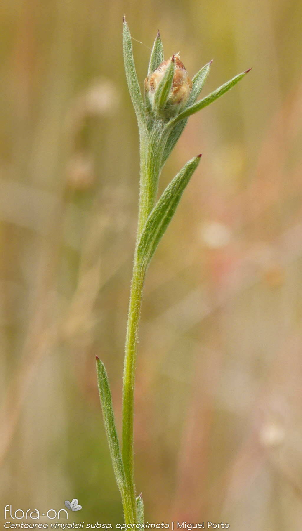 Centaurea vinyalsii approximata - Folha (geral) | Miguel Porto; CC BY-NC 4.0