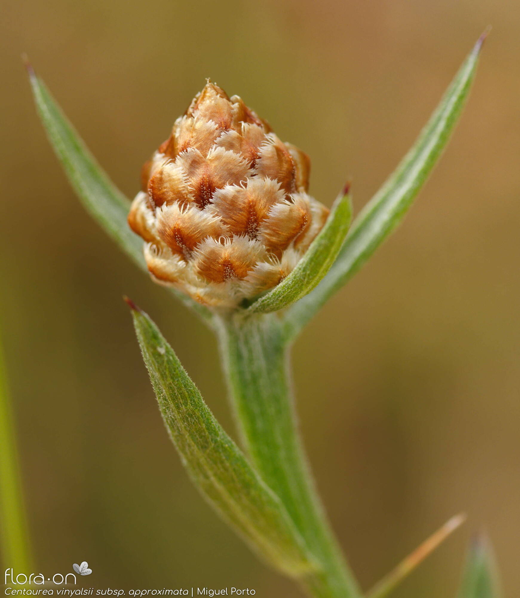 Centaurea vinyalsii approximata - Capítulo | Miguel Porto; CC BY-NC 4.0