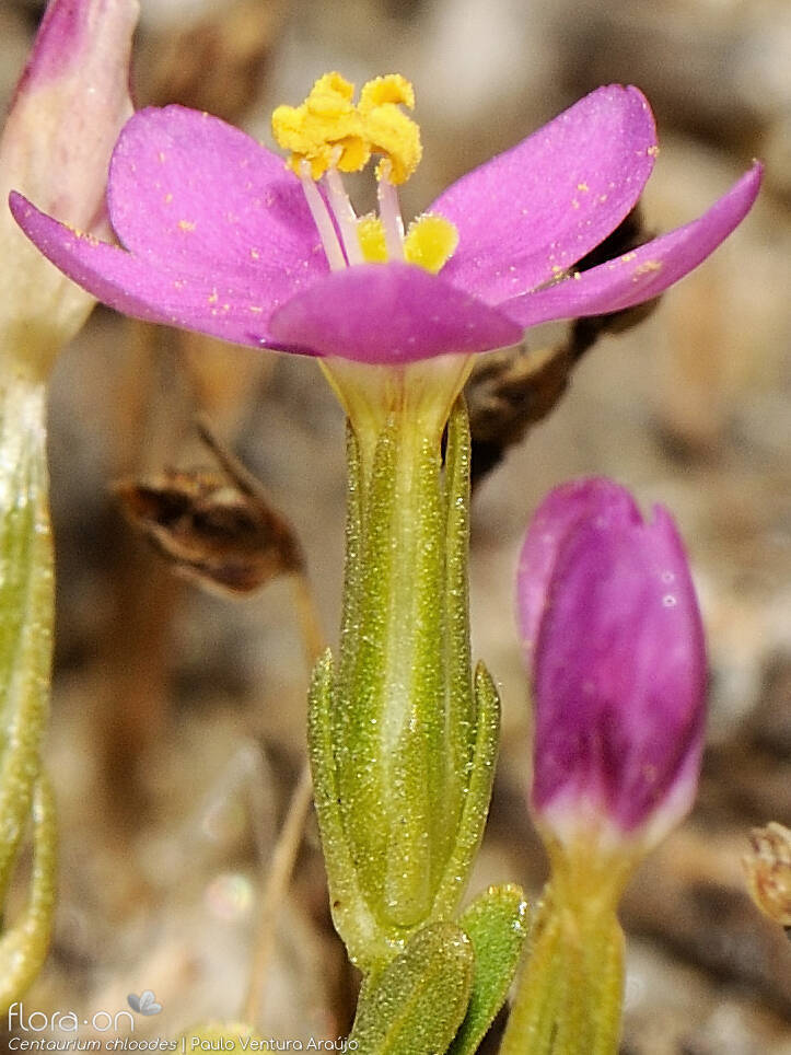Centaurium chloodes - Flor (close-up) | Paulo Ventura Araújo; CC BY-NC 4.0
