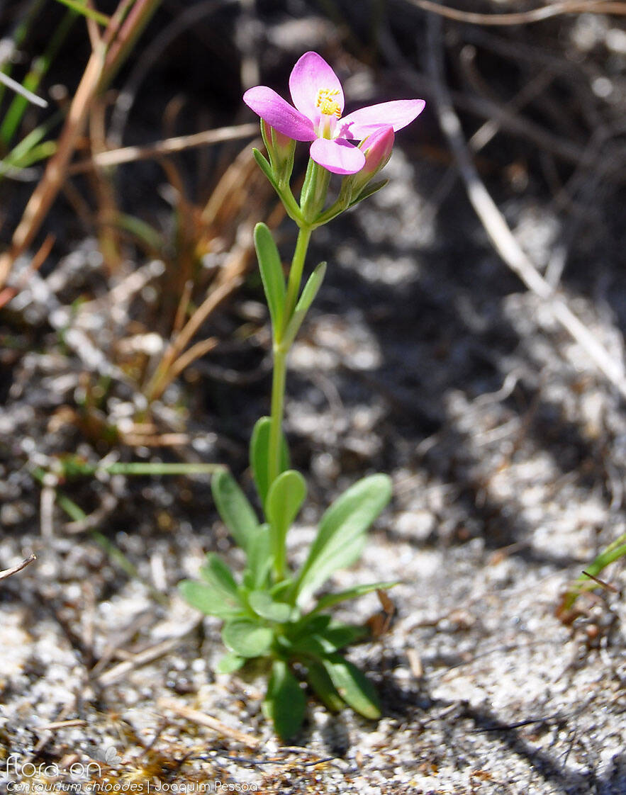 Centaurium chloodes - Flor (geral) | Joaquim Pessoa; CC BY-NC 4.0
