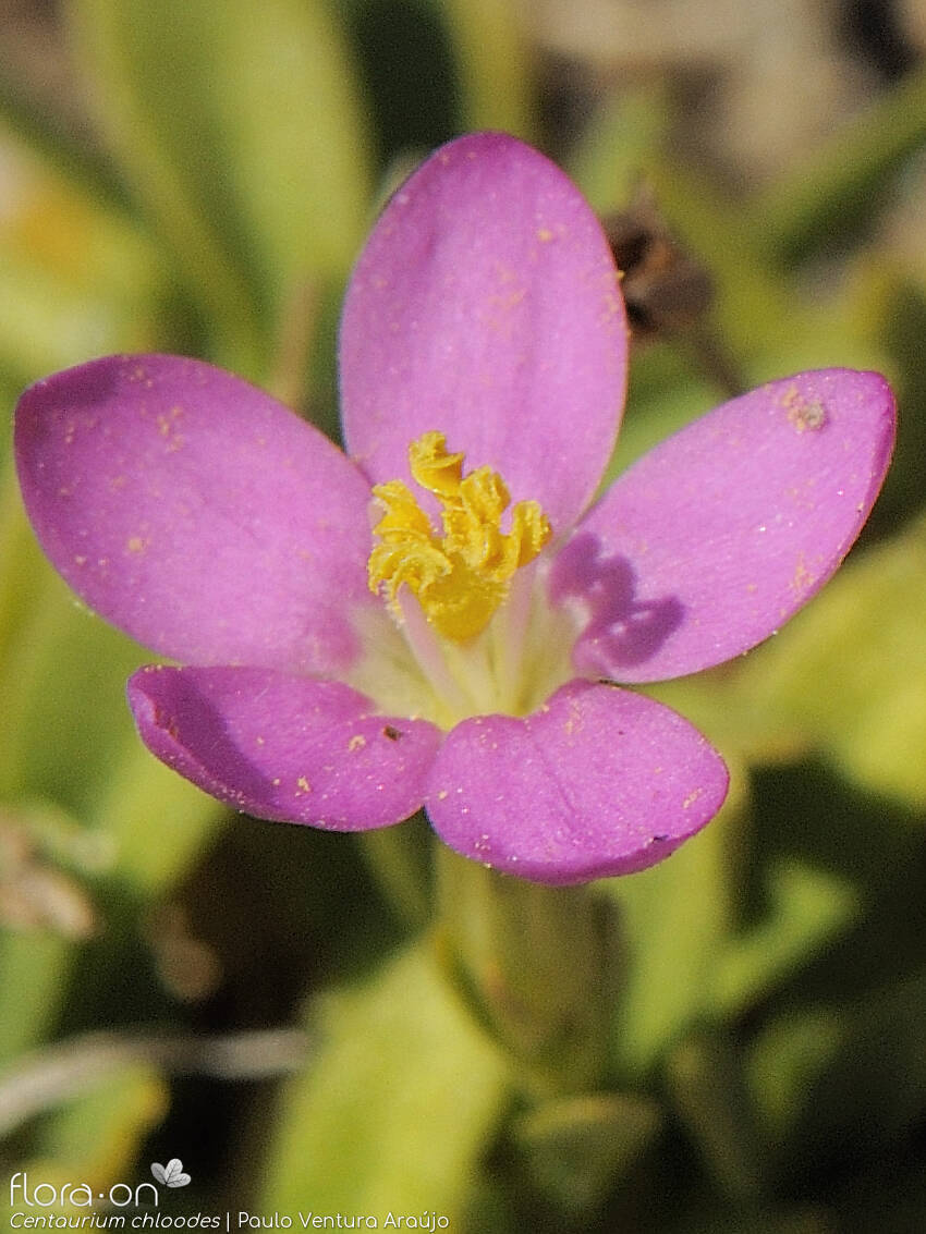 Centaurium chloodes - Flor (close-up) | Paulo Ventura Araújo; CC BY-NC 4.0