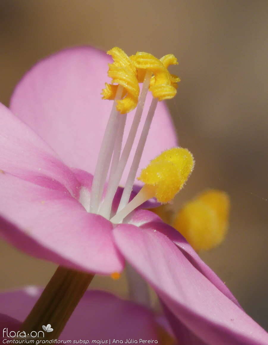 Centaurium grandiflorum majus - Estruturas reprodutoras | Ana Júlia Pereira; CC BY-NC 4.0