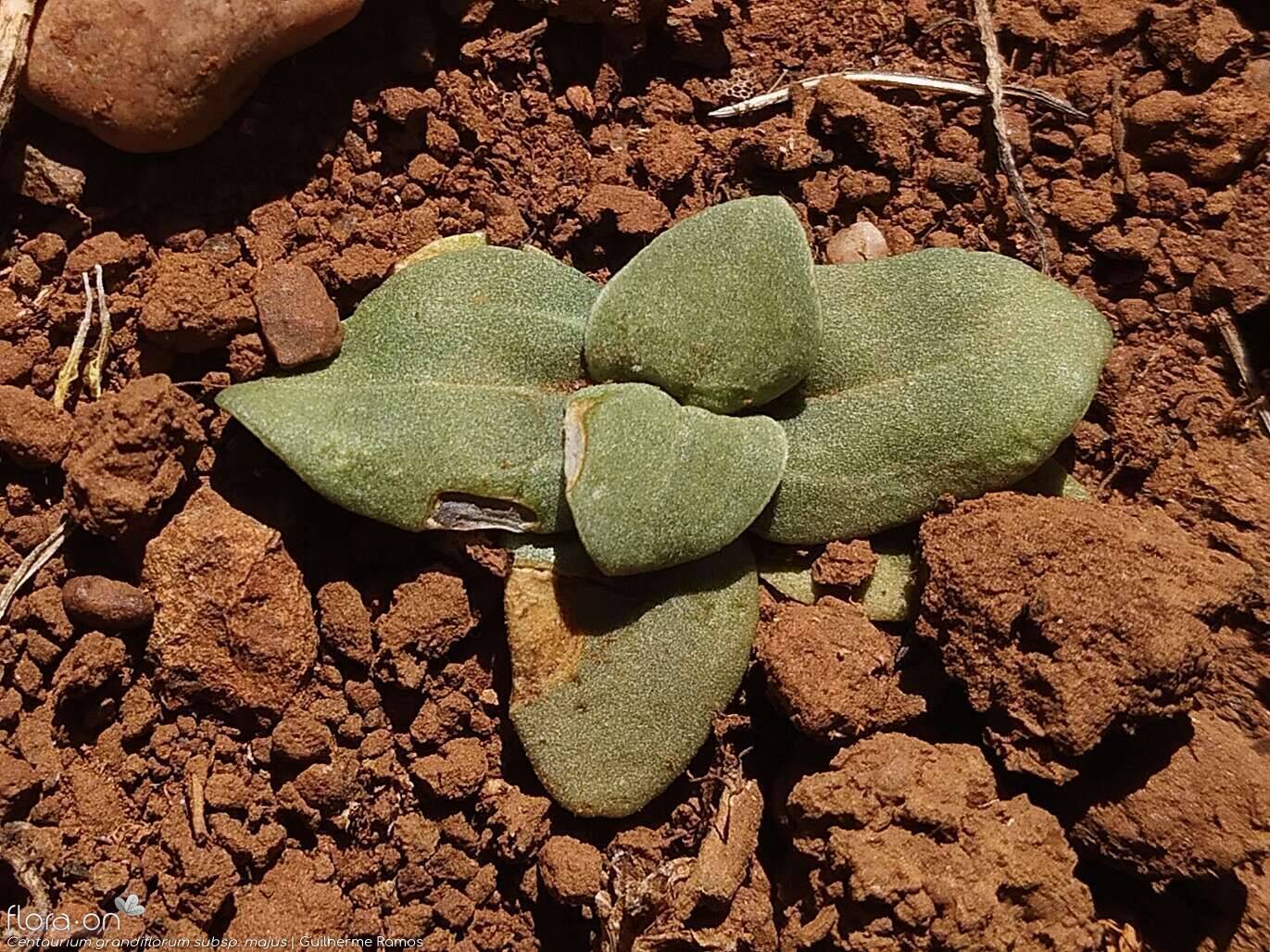 Centaurium grandiflorum majus - Folha | Guilherme Ramos; CC BY-NC 4.0