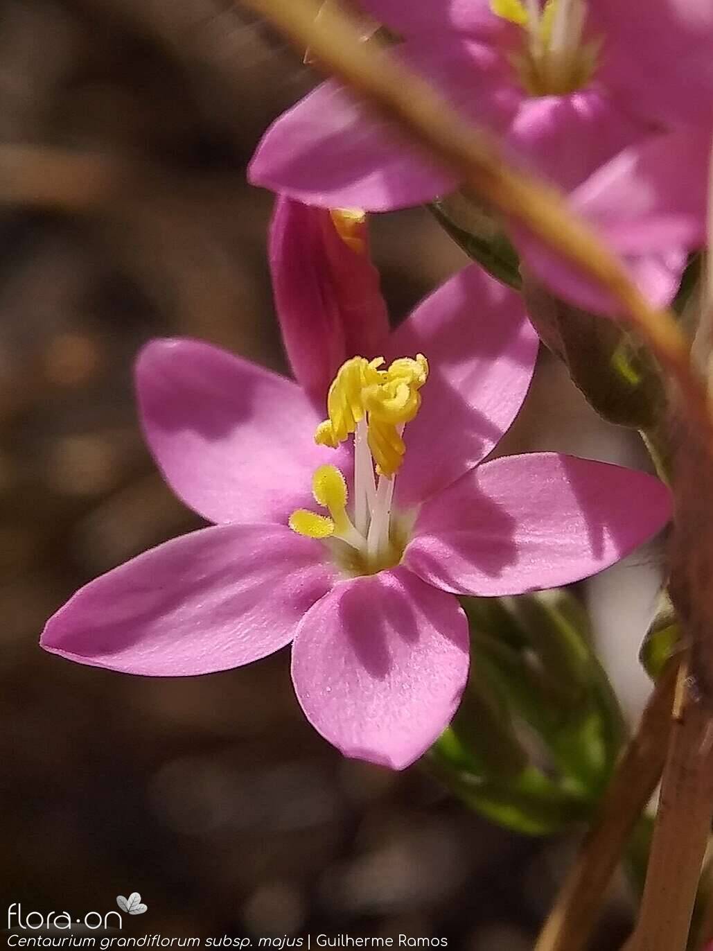 Centaurium grandiflorum majus - Flor (close-up) | Guilherme Ramos; CC BY-NC 4.0