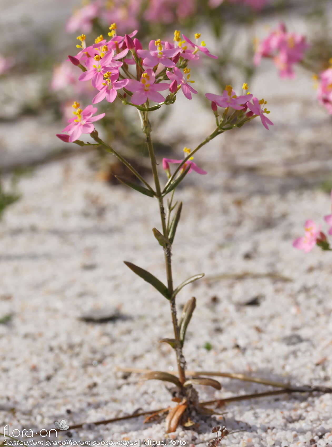 Centaurium grandiflorum majus - Hábito | Miguel Porto; CC BY-NC 4.0