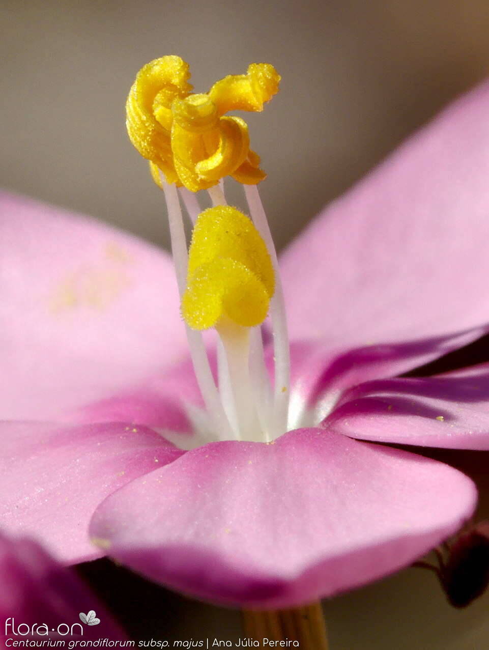 Centaurium grandiflorum majus - Estruturas reprodutoras | Ana Júlia Pereira; CC BY-NC 4.0