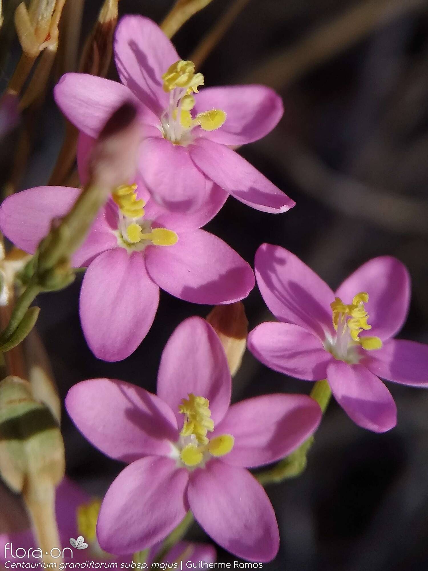 Centaurium grandiflorum majus - Flor (close-up) | Guilherme Ramos; CC BY-NC 4.0