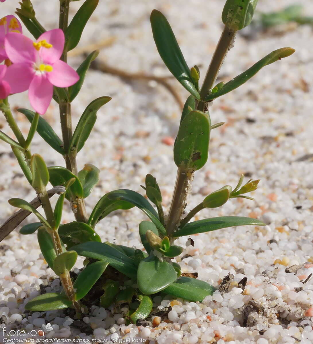 Centaurium grandiflorum majus - Folha (geral) | Miguel Porto; CC BY-NC 4.0