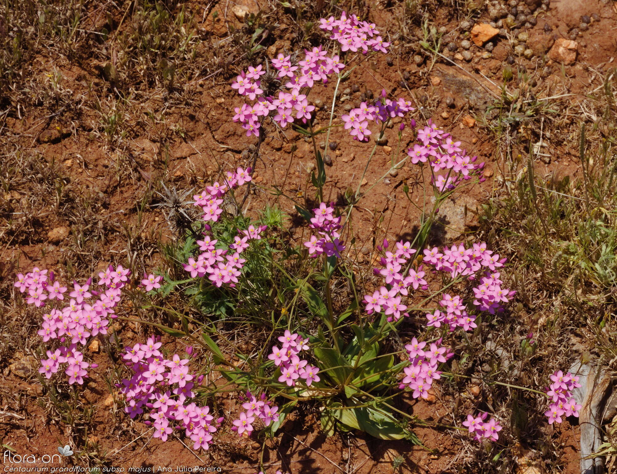 Centaurium grandiflorum majus - Hábito | Ana Júlia Pereira; CC BY-NC 4.0