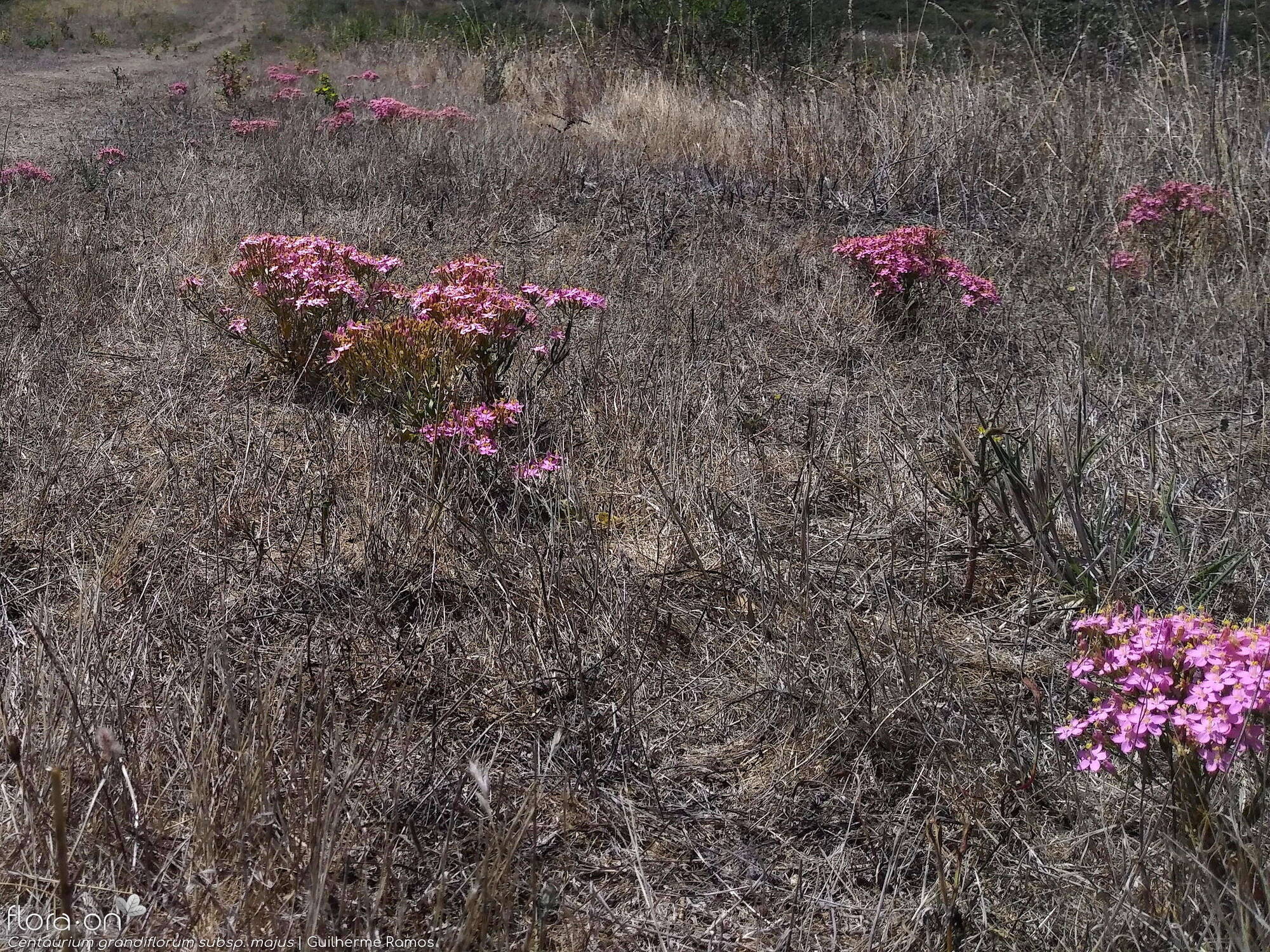 Centaurium grandiflorum majus - Habitat | Guilherme Ramos; CC BY-NC 4.0