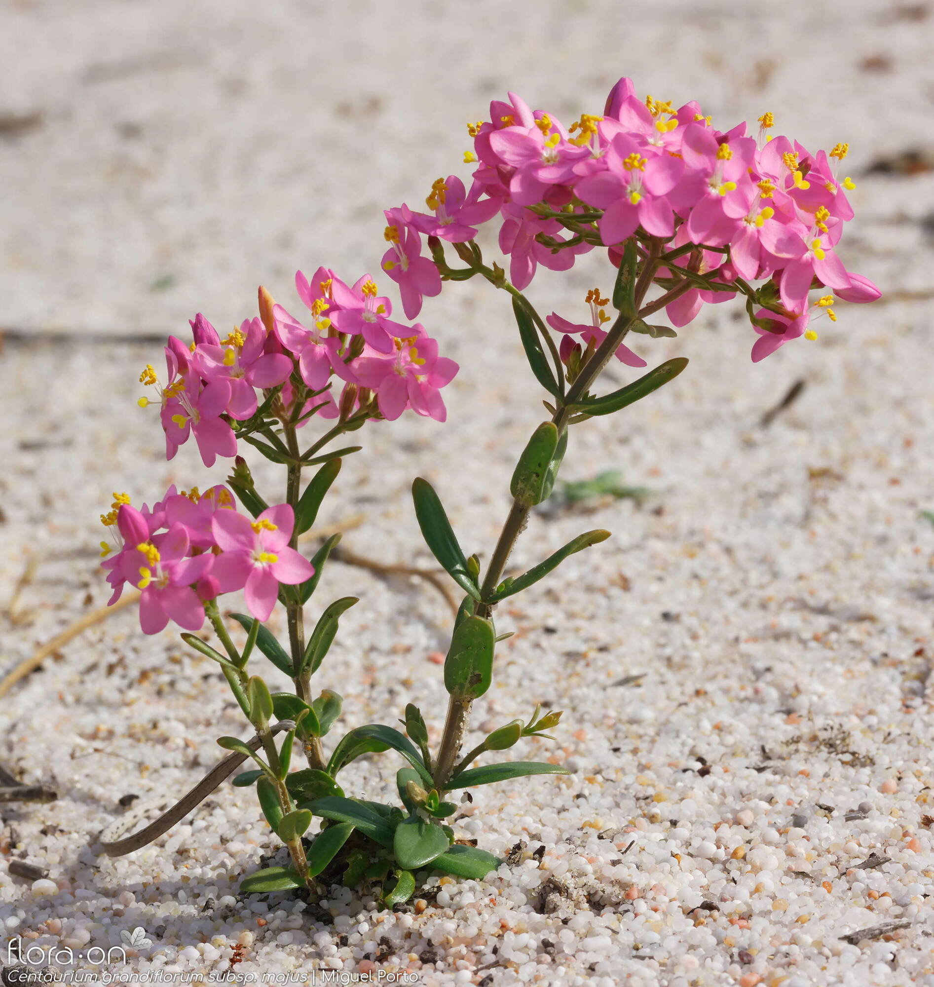 Centaurium grandiflorum majus - Hábito | Miguel Porto; CC BY-NC 4.0