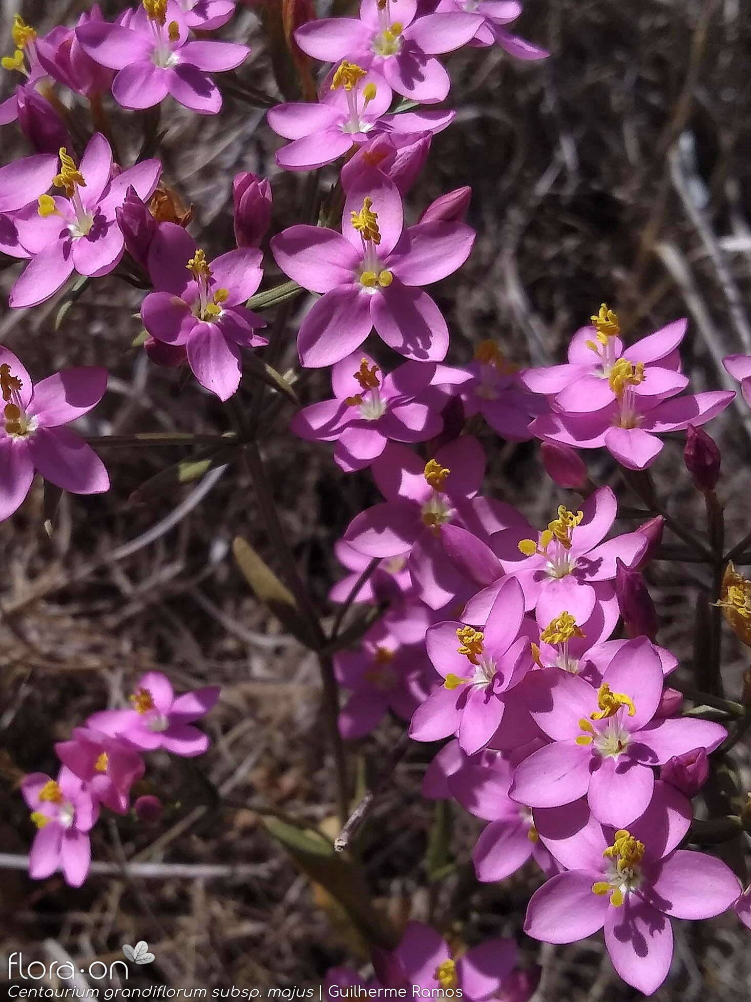 Centaurium grandiflorum majus - Flor (geral) | Guilherme Ramos; CC BY-NC 4.0