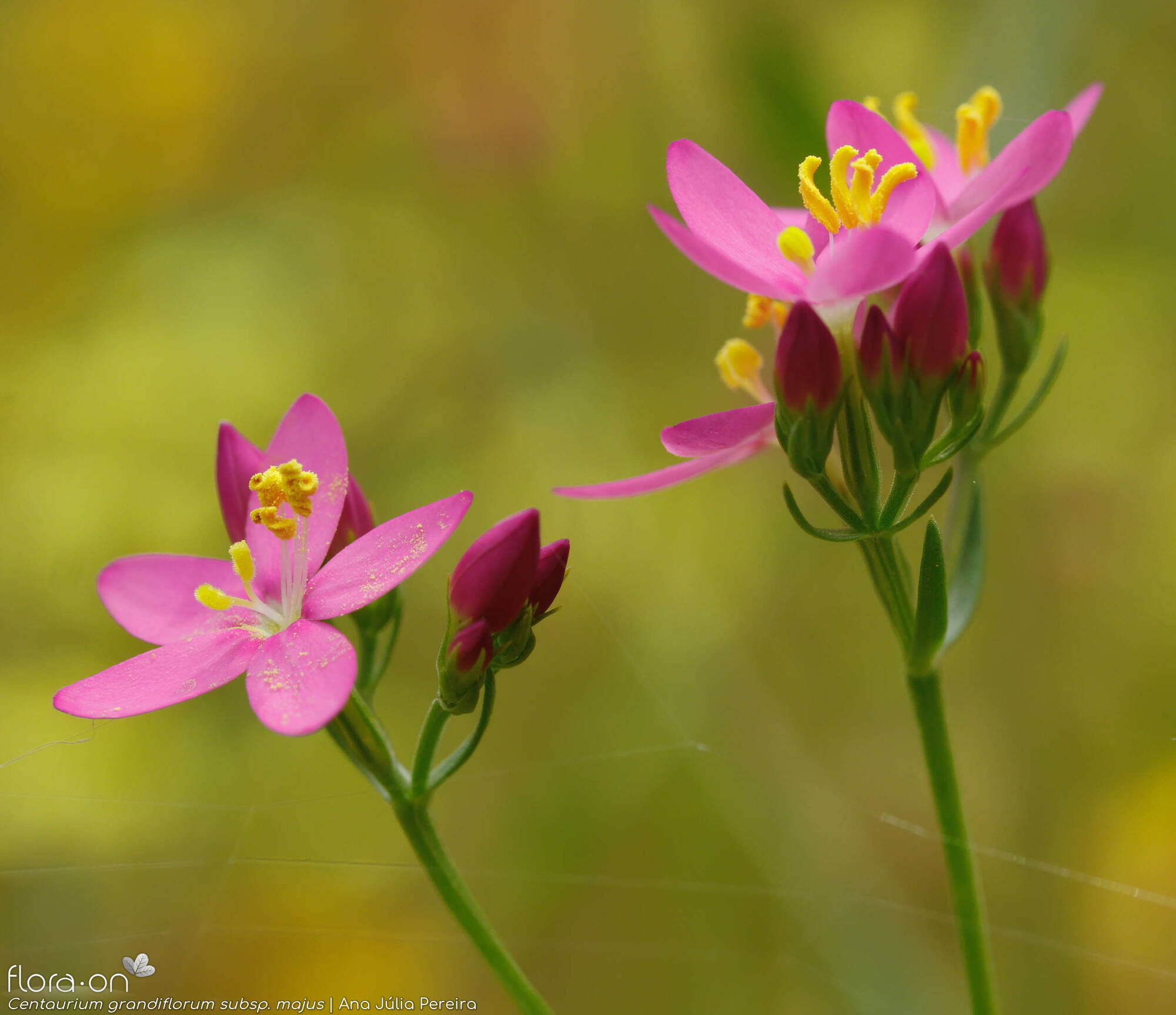 Centaurium grandiflorum majus - Flor (geral) | Ana Júlia Pereira; CC BY-NC 4.0