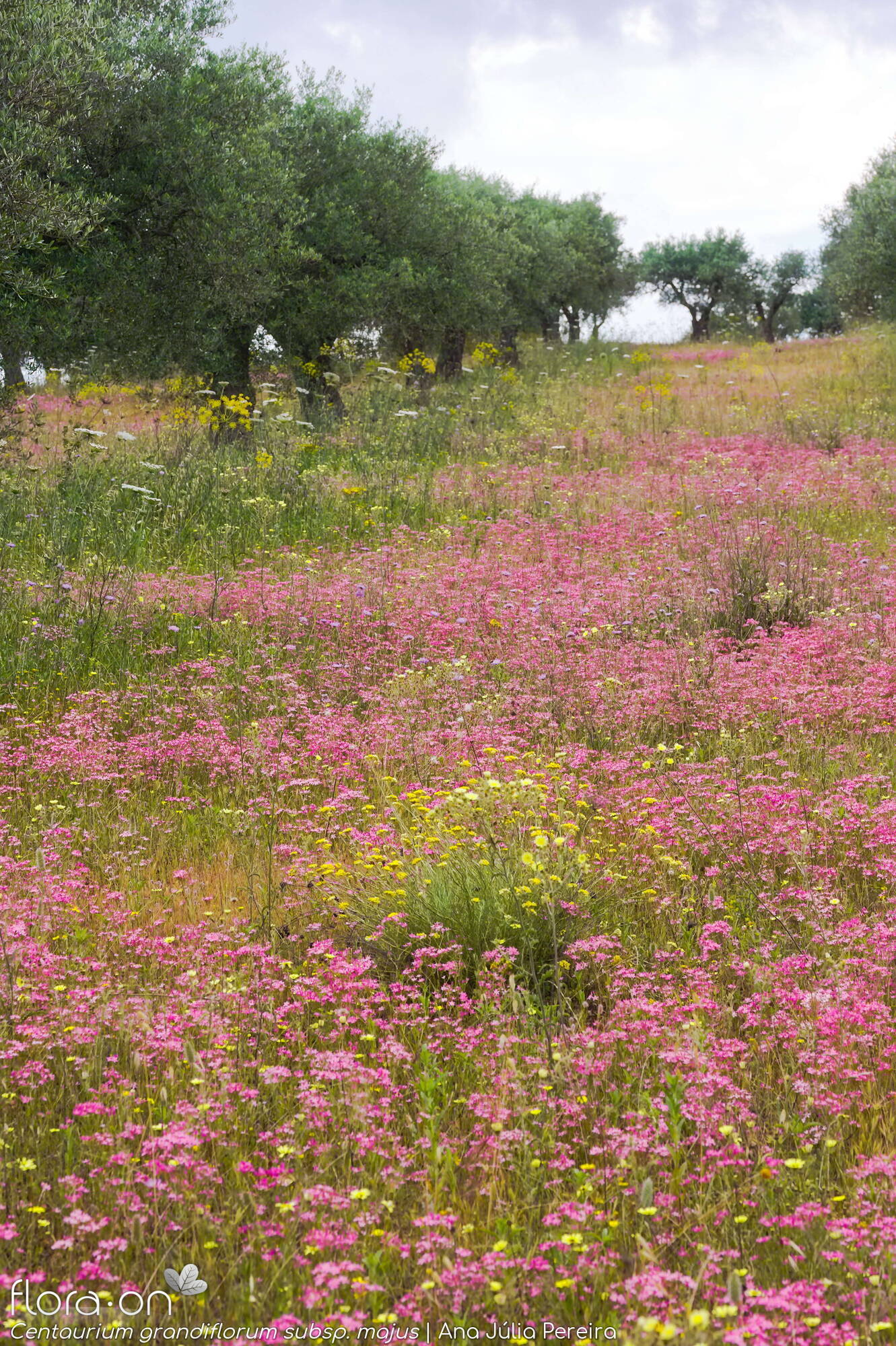 Centaurium grandiflorum majus - Habitat | Ana Júlia Pereira; CC BY-NC 4.0