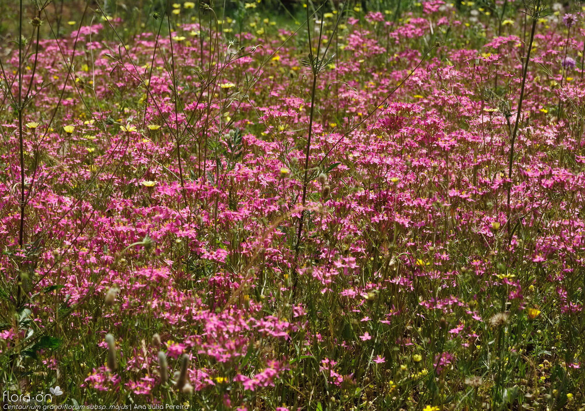 Centaurium grandiflorum majus - Habitat | Ana Júlia Pereira; CC BY-NC 4.0