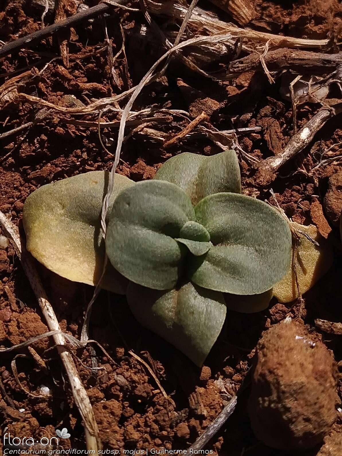 Centaurium grandiflorum majus - Folha (geral) | Guilherme Ramos; CC BY-NC 4.0