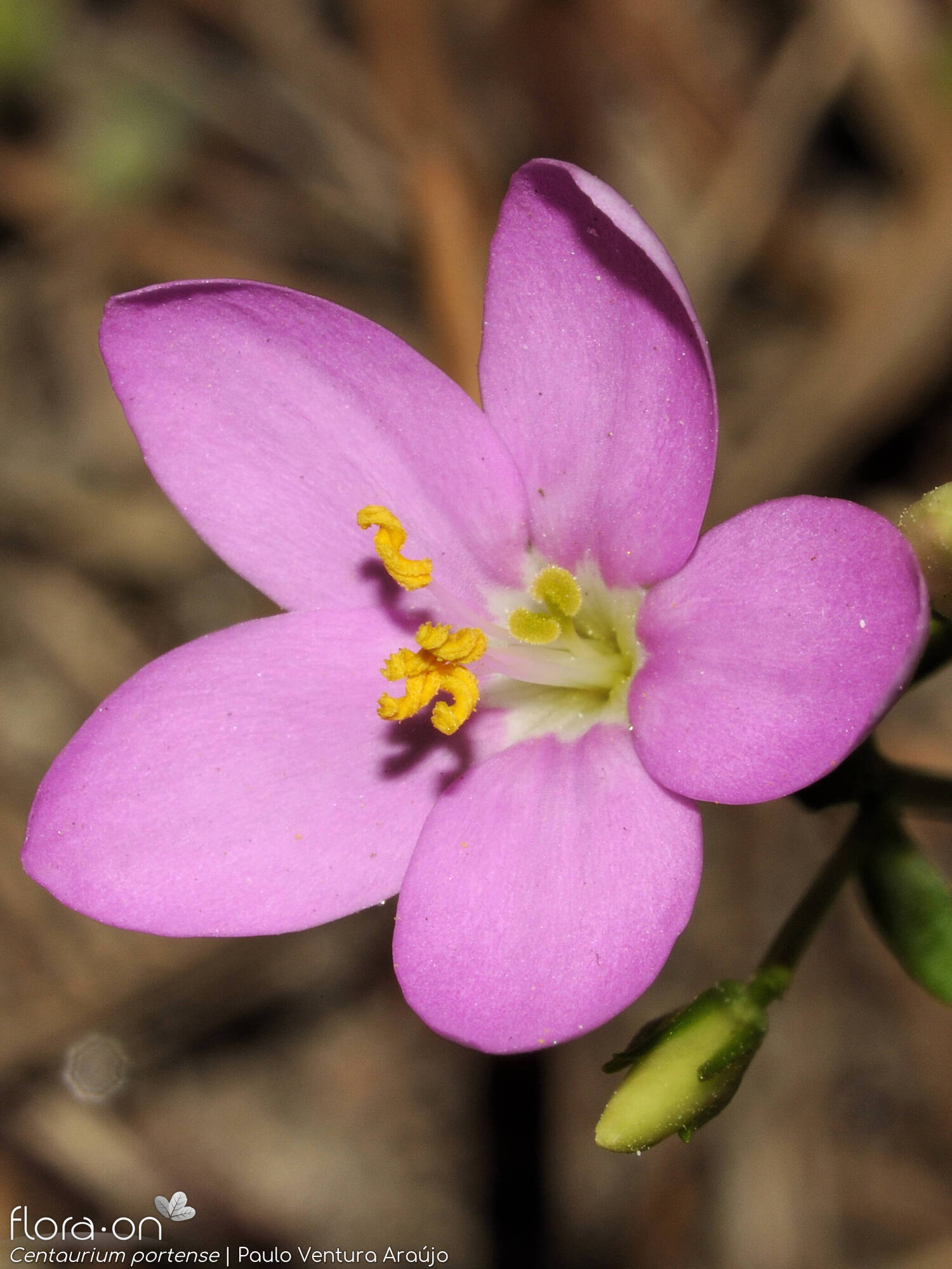 Centaurium portense - Flor (close-up) | Paulo Ventura Araújo; CC BY-NC 4.0
