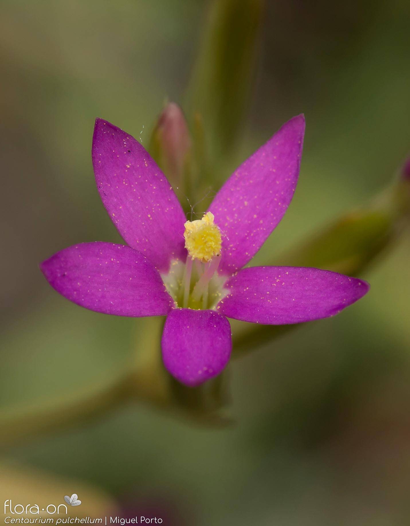Centaurium pulchellum - Flor (close-up) | Miguel Porto; CC BY-NC 4.0