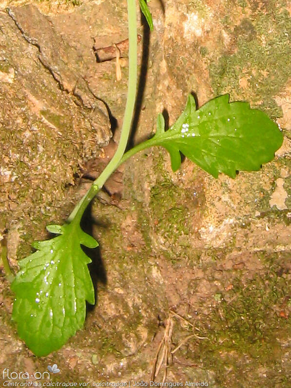 Centranthus calcitrapae calcitrapae - Folha | João Domingues Almeida; CC BY-NC 4.0