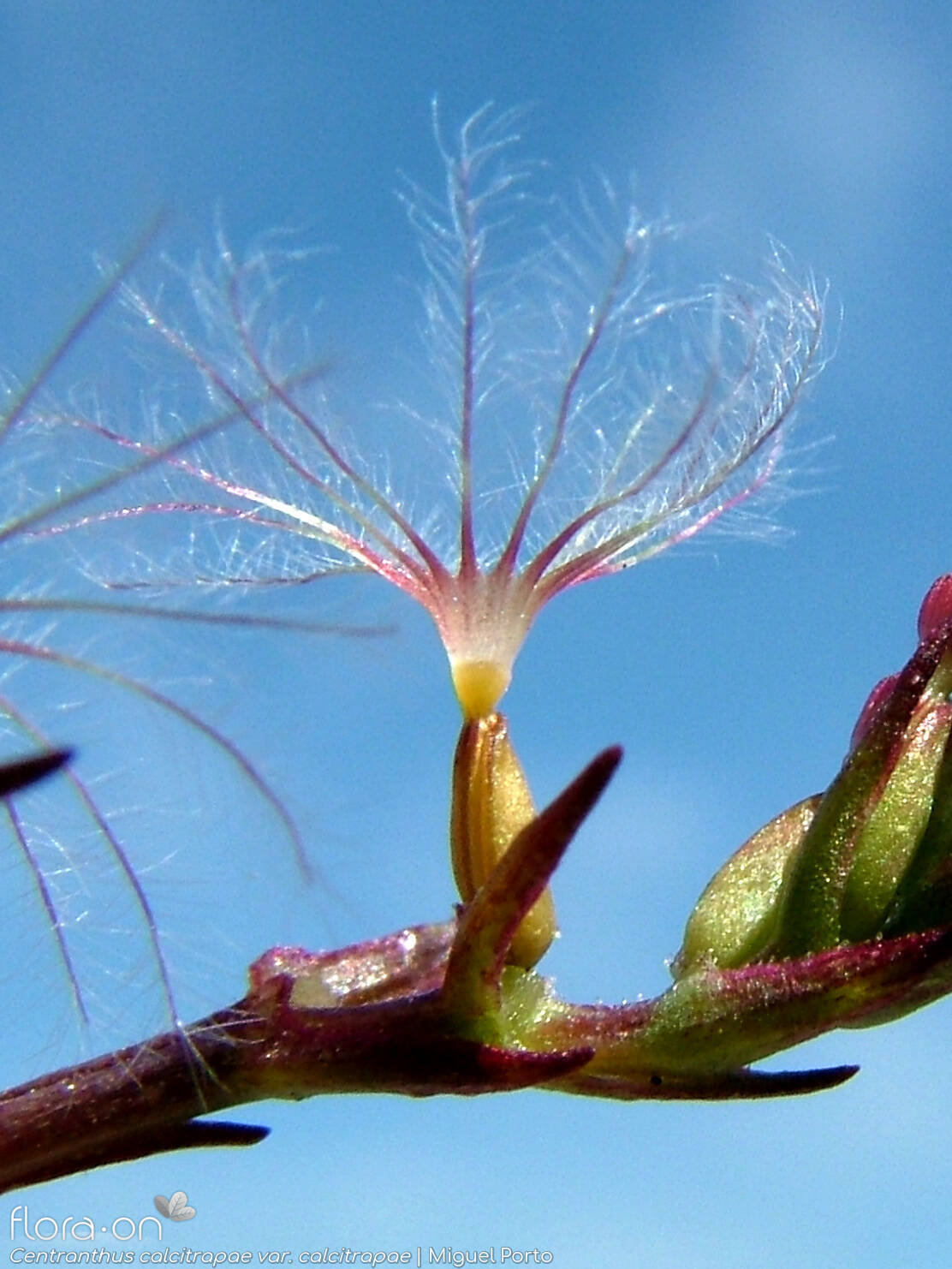 Centranthus calcitrapae calcitrapae - Fruto | Miguel Porto; CC BY-NC 4.0
