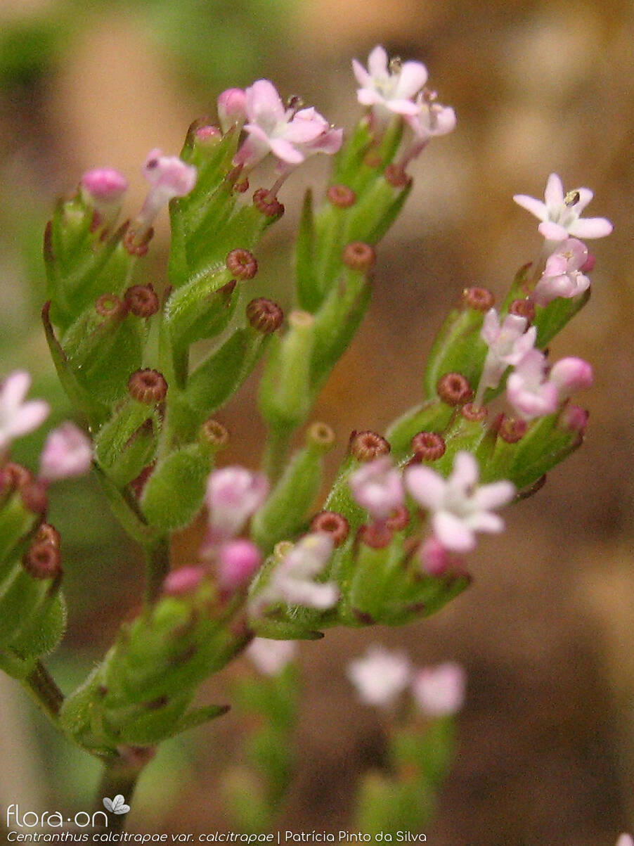 Centranthus calcitrapae calcitrapae - Flor (close-up) | Patrícia Pinto da Silva; CC BY-NC 4.0