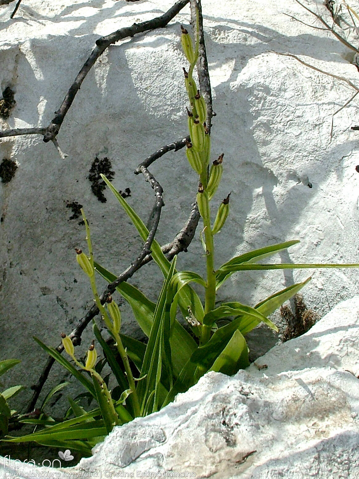 Cephalanthera longifolia - Fruto | Cristina Estima Ramalho; CC BY-NC 4.0