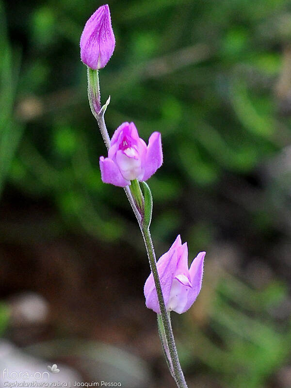 Cephalanthera rubra - Flor (geral) | Joaquim Pessoa; CC BY-NC 4.0