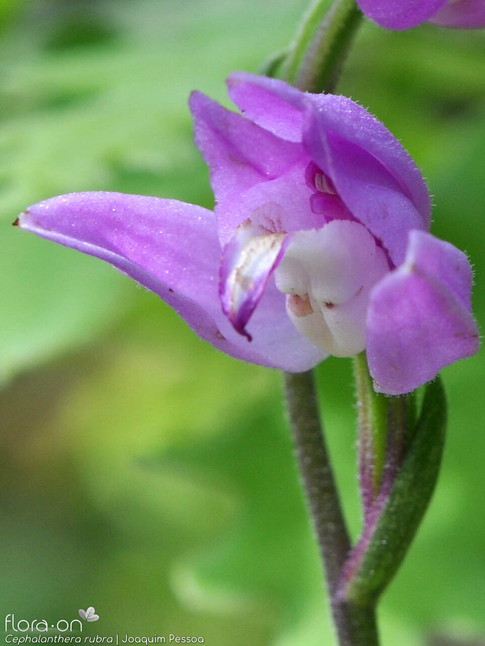 Cephalanthera rubra - Flor (close-up) | Joaquim Pessoa; CC BY-NC 4.0