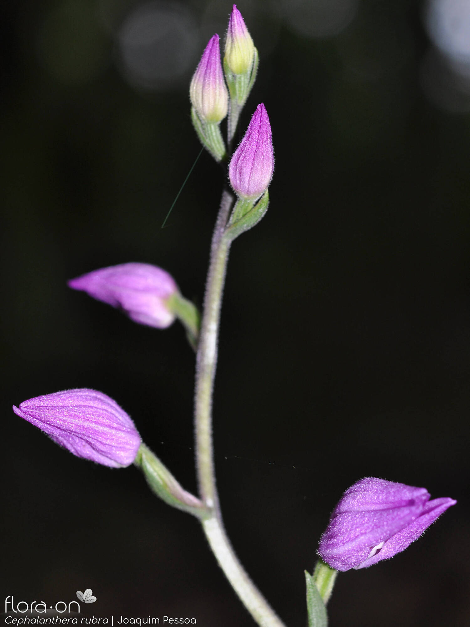 Cephalanthera rubra - Flor (geral) | Joaquim Pessoa; CC BY-NC 4.0