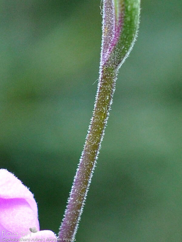 Cephalanthera rubra - Caule | Joaquim Pessoa; CC BY-NC 4.0