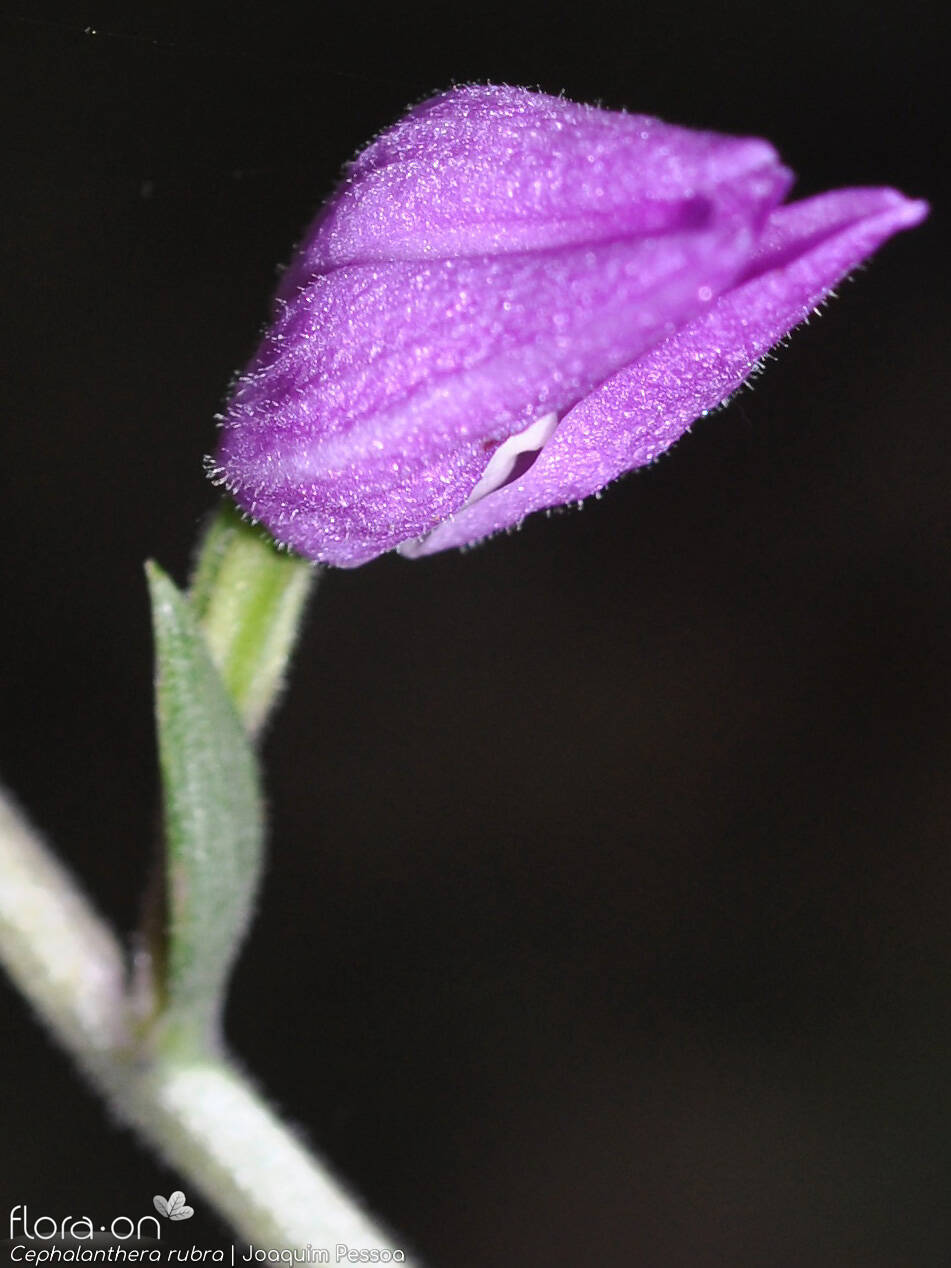 Cephalanthera rubra - Flor (close-up) | Joaquim Pessoa; CC BY-NC 4.0