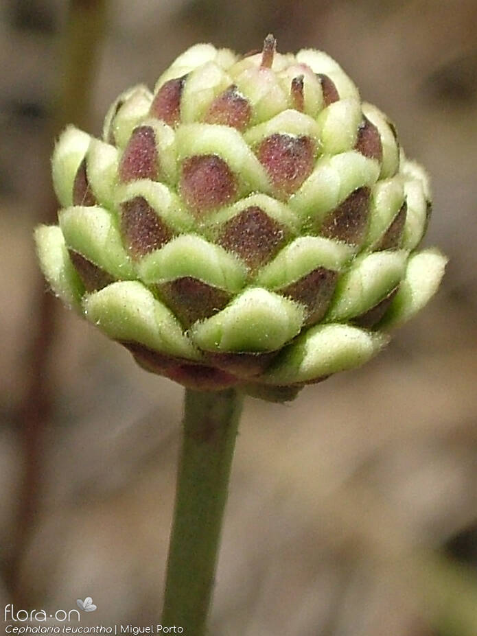 Cephalaria leucantha - Flor (close-up) | Miguel Porto; CC BY-NC 4.0