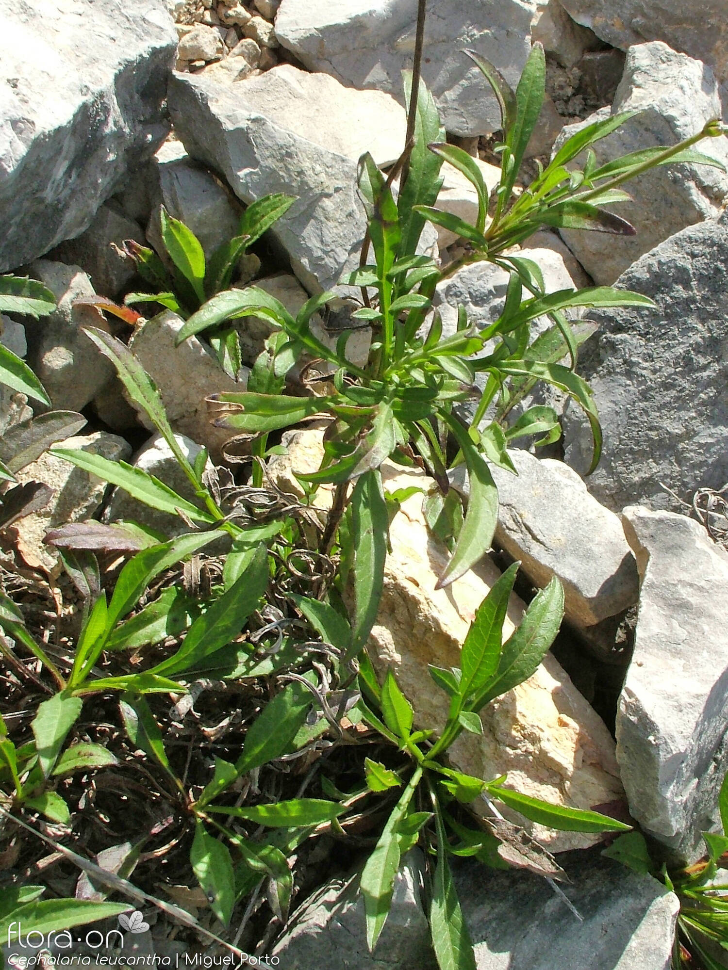 Cephalaria leucantha - Hábito | Miguel Porto; CC BY-NC 4.0