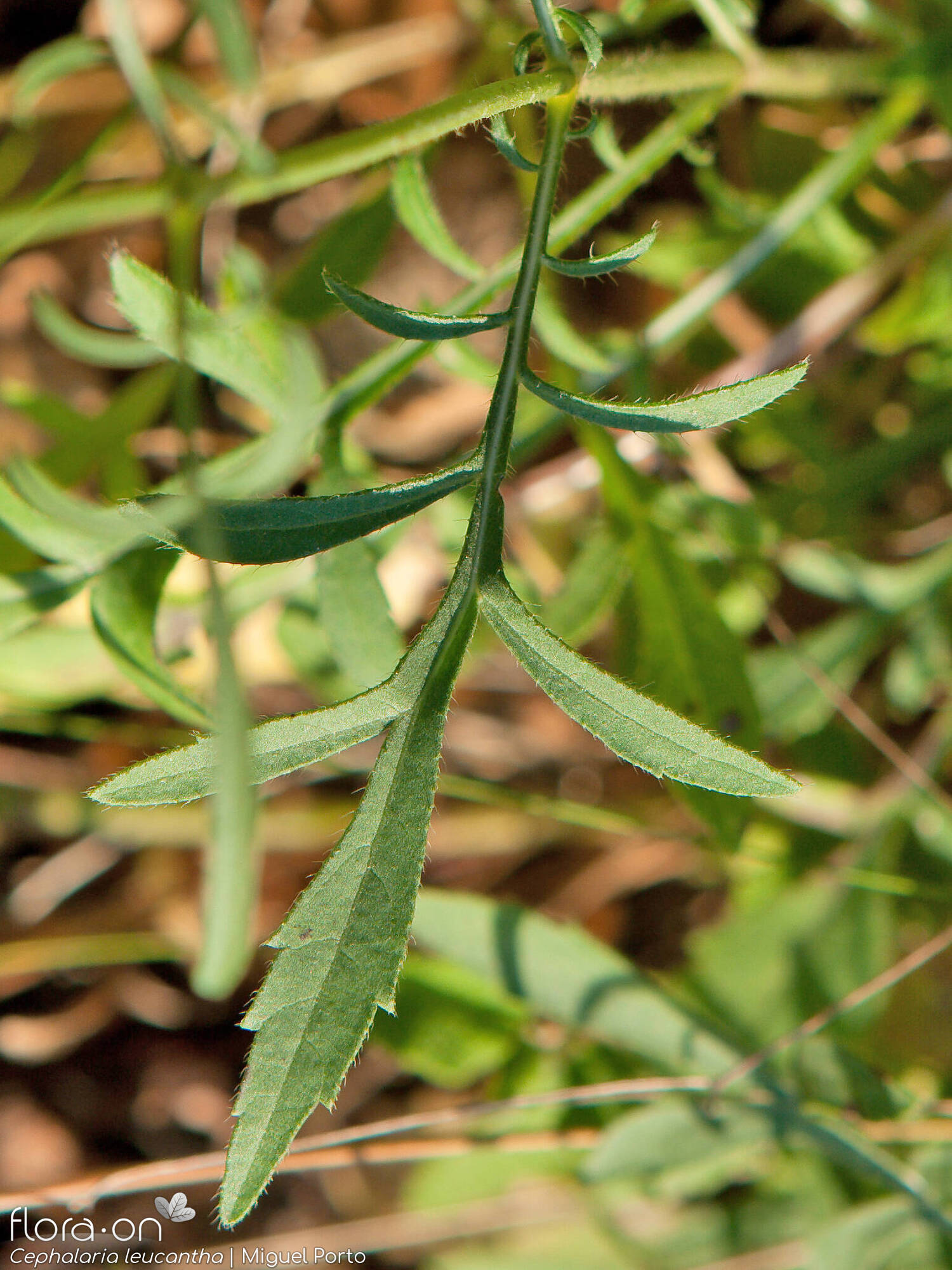 Cephalaria leucantha - Folha | Miguel Porto; CC BY-NC 4.0
