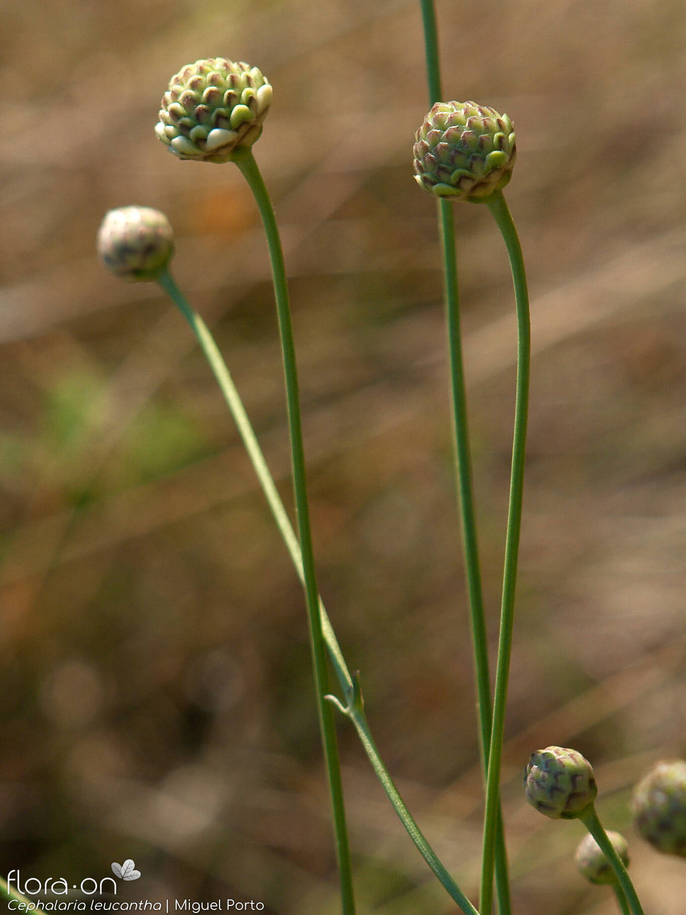 Cephalaria leucantha - Flor (geral) | Miguel Porto; CC BY-NC 4.0