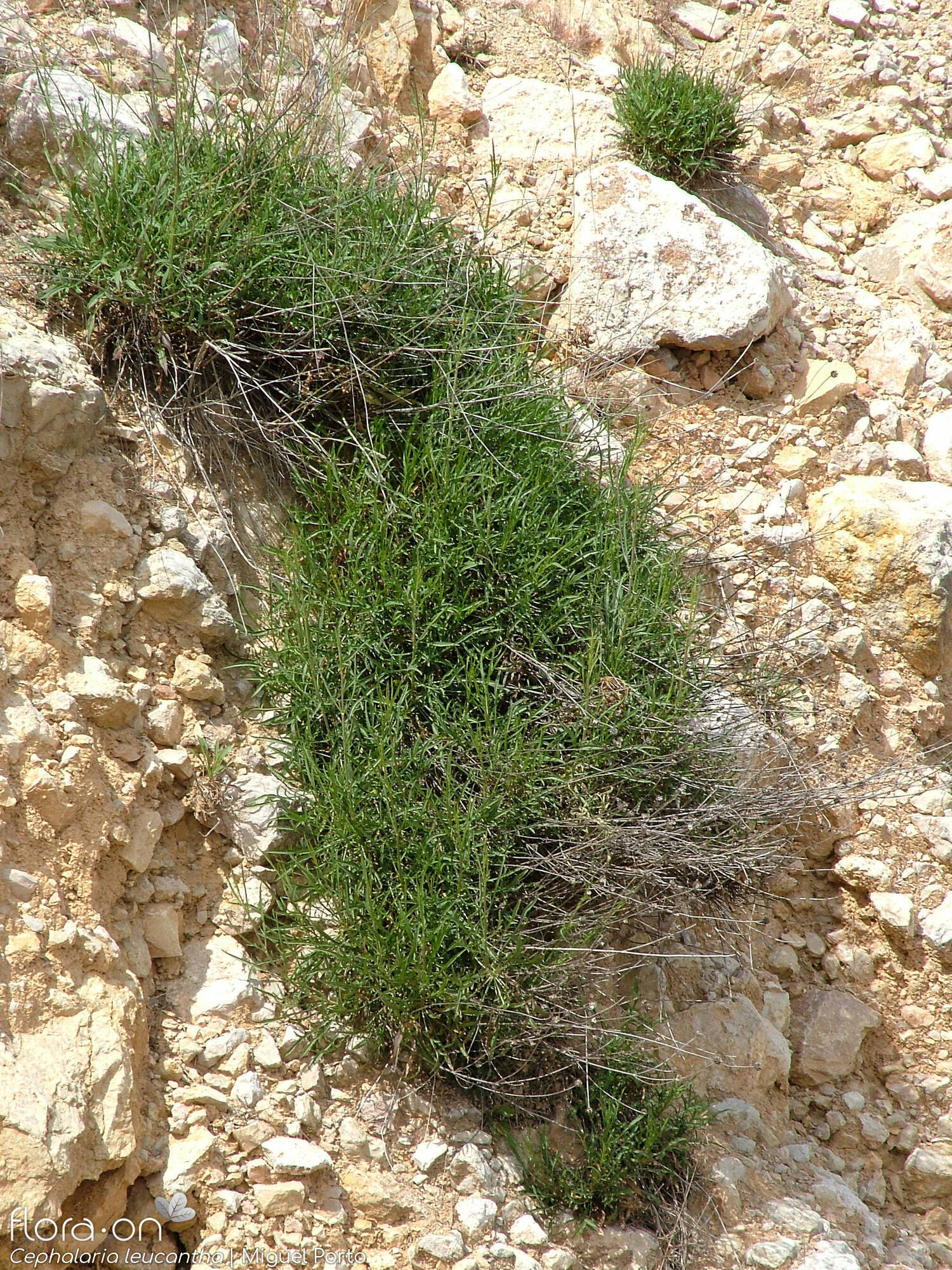 Cephalaria leucantha - Hábito | Miguel Porto; CC BY-NC 4.0