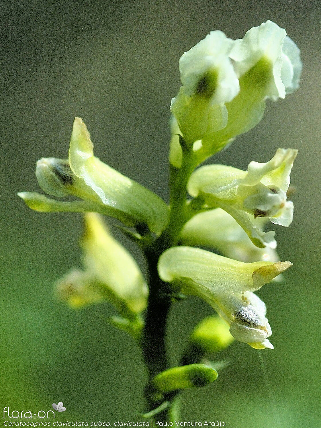 Ceratocapnos claviculata - Flor (close-up) | Paulo Ventura Araújo; CC BY-NC 4.0