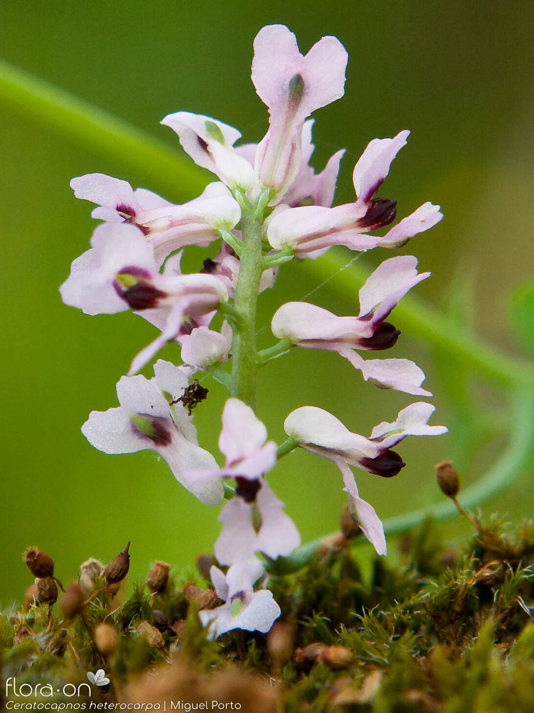 Ceratocapnos heterocarpa - Flor (close-up) | Miguel Porto; CC BY-NC 4.0