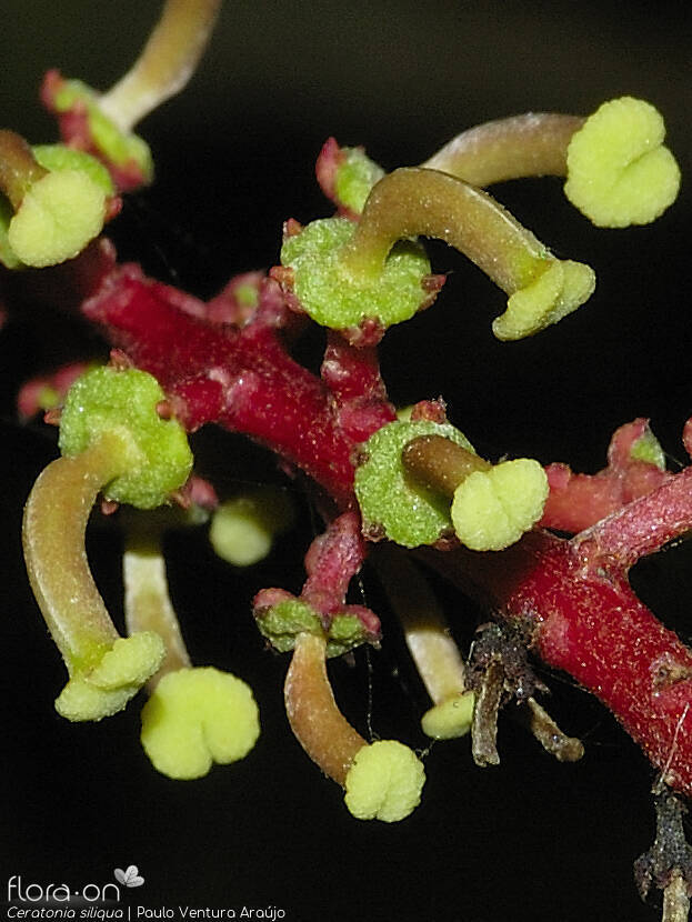Ceratonia siliqua - Flor (close-up) | Paulo Ventura Araújo; CC BY-NC 4.0