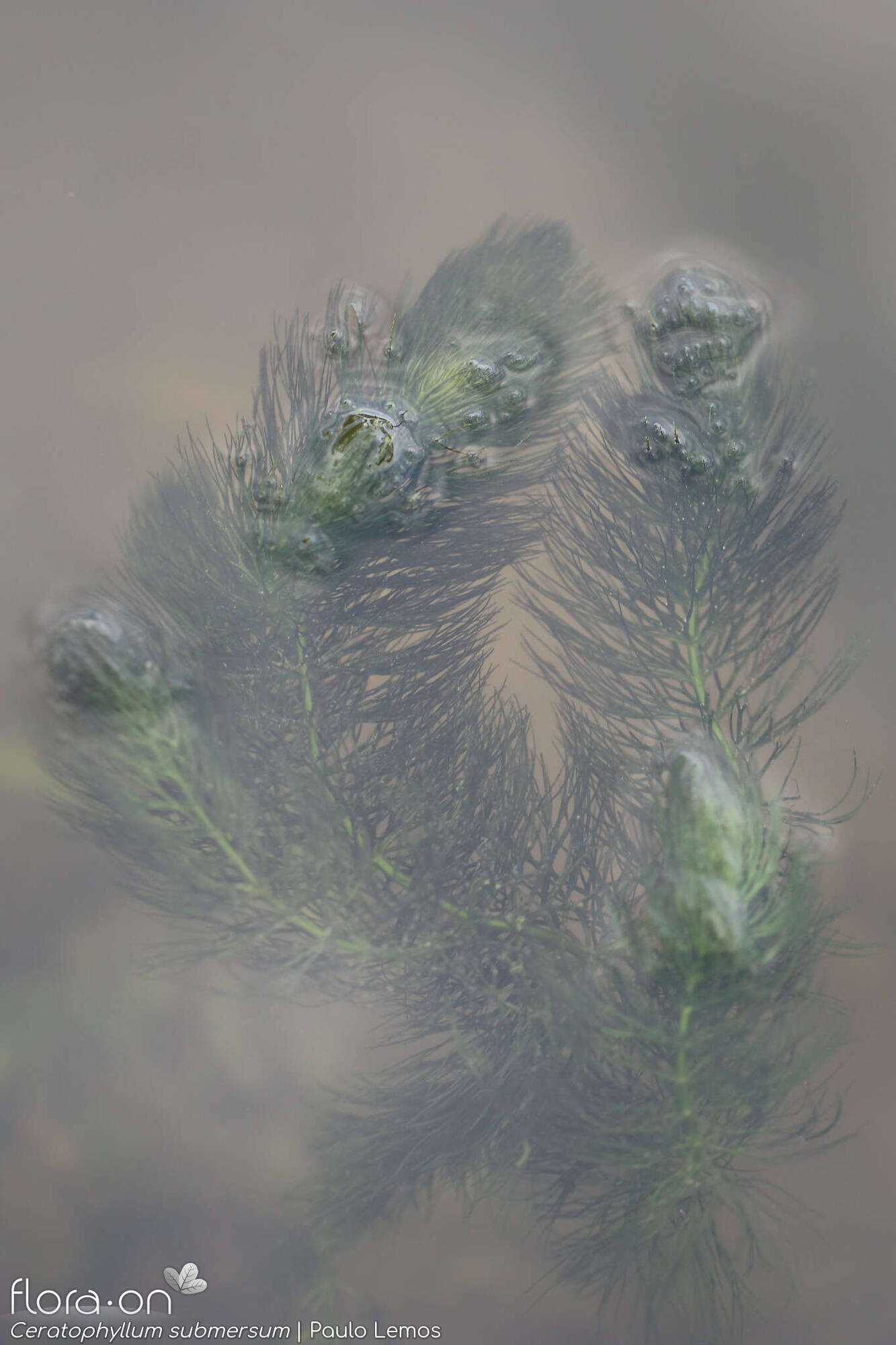 Ceratophyllum submersum - Hábito | Paulo Lemos; CC BY-NC 4.0