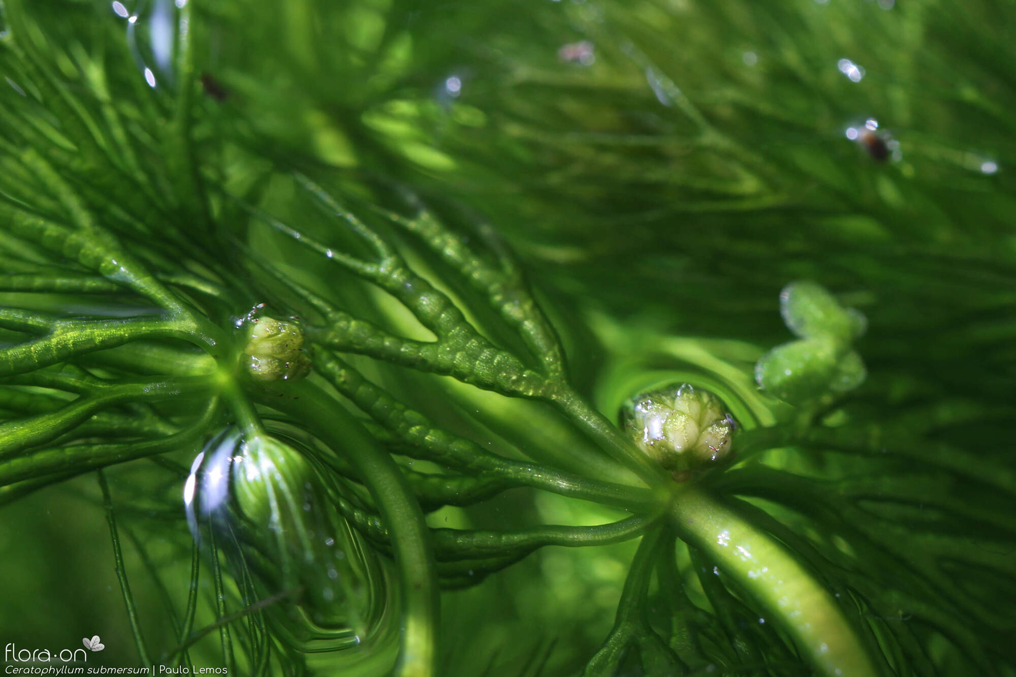 Ceratophyllum submersum - Folha | Paulo Lemos; CC BY-NC 4.0