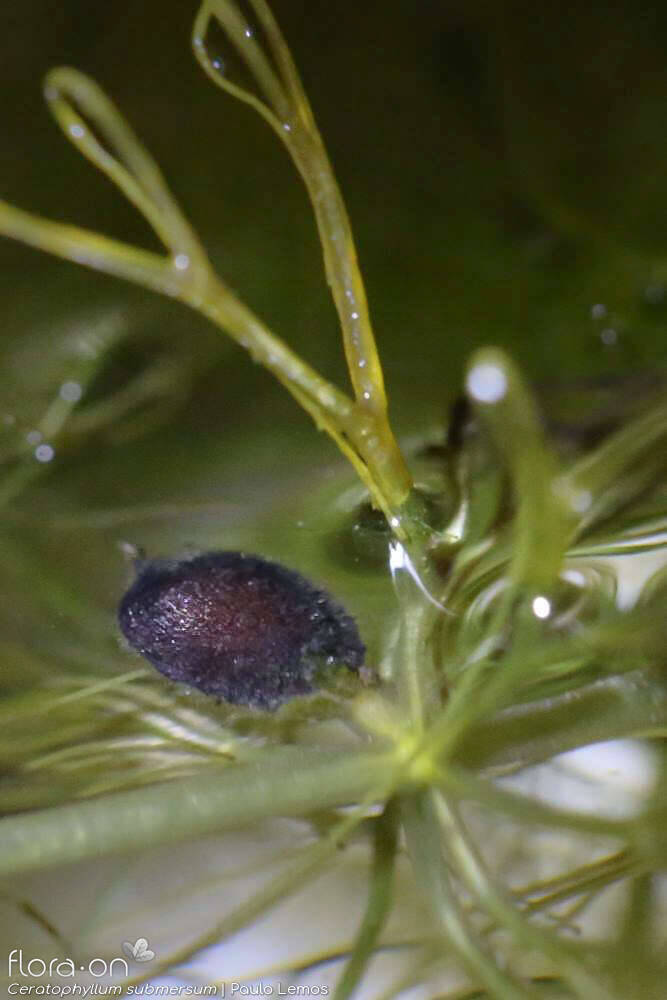 Ceratophyllum submersum - Fruto | Paulo Lemos; CC BY-NC 4.0