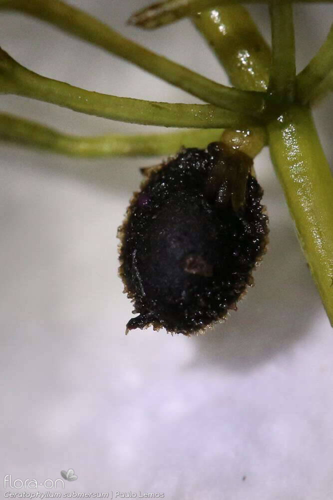 Ceratophyllum submersum - Fruto | Paulo Lemos; CC BY-NC 4.0