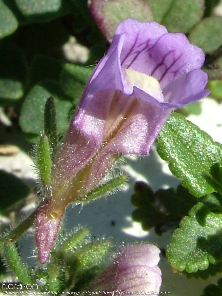 Chaenorhinum origanifolium origanifolium - Flor (close-up) | Cristina Estima Ramalho; CC BY-NC 4.0